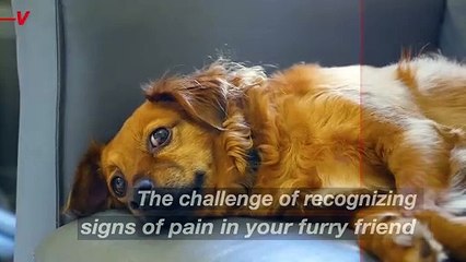 Signs Your Dog Might Be in Pain