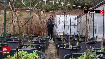 Fındık tanelerinin içi sıcak geçen kış nedeniyle boş kalabilir