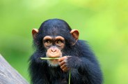 Apes tease their friends just like humans do