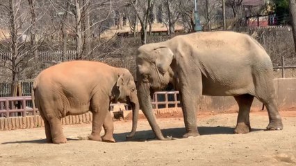 [서울] 서울대공원 "국내 최고령 코끼리 '사쿠라' 폐사" / YTN