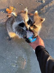Thirsty Beach Raccoons Drink Water
