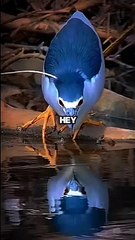 Black-crowned Night Heron