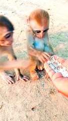 Funny Animal2, Funny Mankey Short, Funny Animal's Video, New Video, Animals Shorts,#Funnyanimals#Animals#Shorts