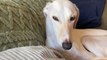 Talented Lurcher dog is asked to sing DaBaby's Rockstar; he doesn't disappoint