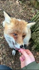 RIP Yogi: Exotic Zoo says final farewell to therapy fox who has died aged 20 after 11 years of fun
