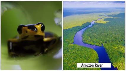 アマゾンに生息する恐ろしい怪物たち