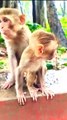 Funny Baby Monkey Shorts, Funny Animal's Shorts, Animals Short,Animals Video,#Animalsvideo#Funnymankey#MonkeyVideo