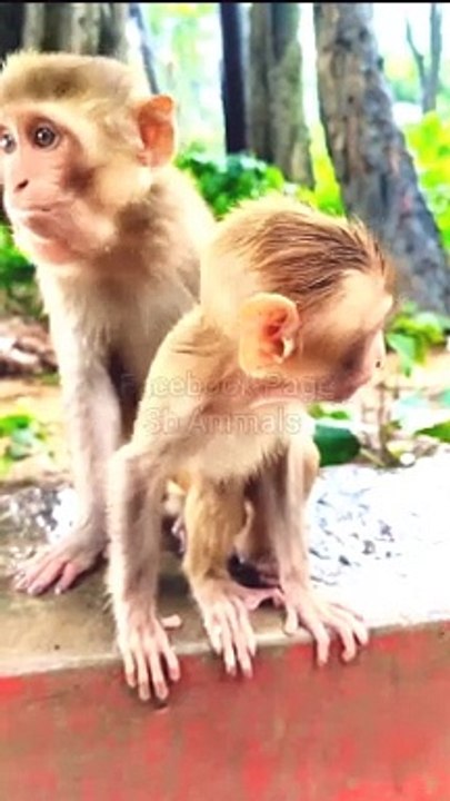 Funny Baby Monkey Shorts, Funny Animal's Shorts, Animals Short,Animals Video,#Animalsvideo#Funnymankey#MonkeyVideo