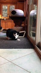 Gina The Cat Gets A Surprise Attack