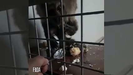 Rescatan a un mono que vivió 30 años entre rejas en Barcelona