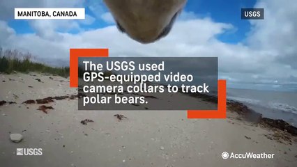 Incredible POV: See what it's like to be a polar bear