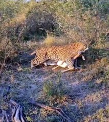 Donga Male Leopard Competes With Three Hyena For Impala Kill