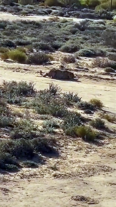 A Cheetah Hunting A Prey Viewed From A Far Distance