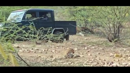 फंदे से फंसी मादा पैंथंर, चलती गाड़ी से किया ट्रेंकुलाइज