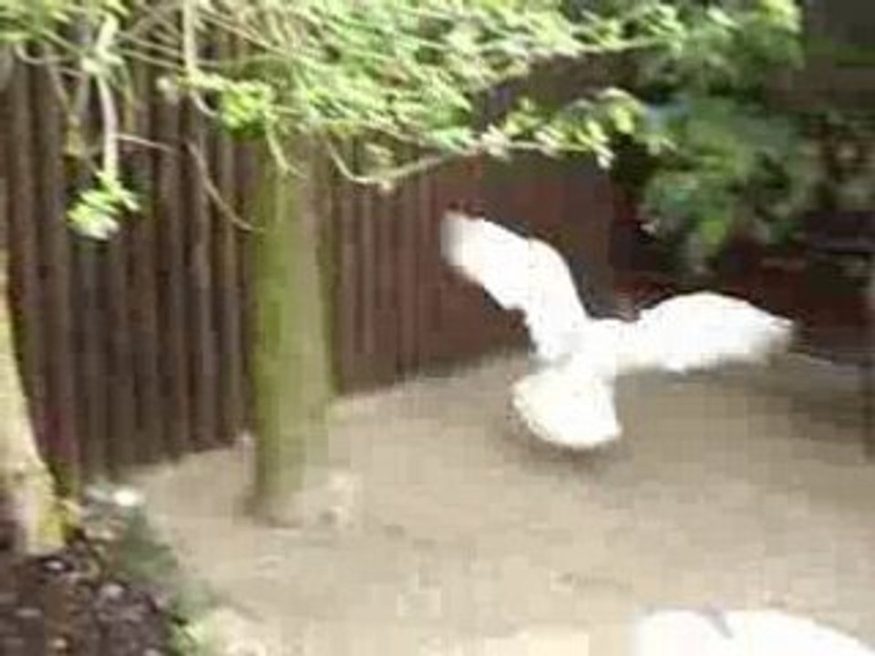 chouette harfang des neiges