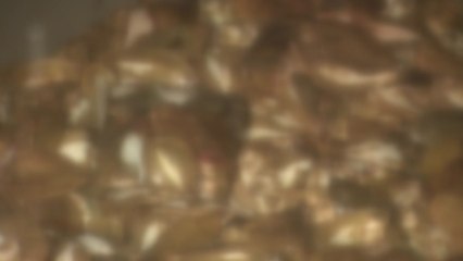 한곳뿐인 사료 공장 멈춰...폐사한 광어 처리 비상 / YTN