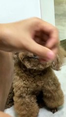Doggy