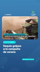 下载视频: Ante la sequía, la producción de soya atraviesa uno de los peores momentos de su historia, según Anapo