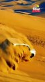 Al Qudra Tours Dubai Desert #dubaideserttour