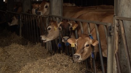 Dover farmer loses thousands after blue tongue restrictions