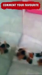 Funniest Cats And Dogs Shorts compilationTry Not to Laugh Challenge Caught o