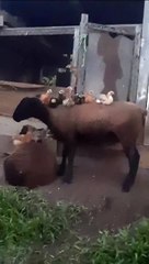 Ovelhas “adotam” pintinhos abandonados em SC e protagonizam cena fofíssima