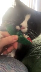 Tuxedo Cat Plays Early Morning Fetch