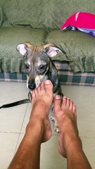 MI PERRITA “ARA”