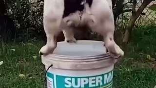 Funny animals 2023 - Funniest Cats and Dogs Video