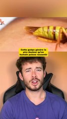 La guêpe avec la piqûre la plus douloureuse au monde