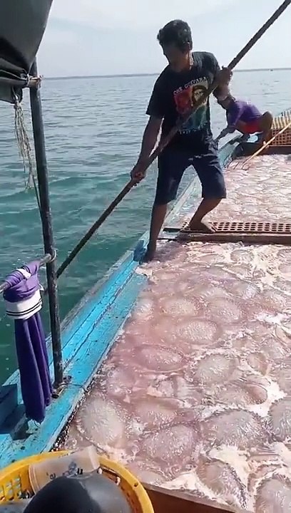 He caught a Bunch of Jellyfish!