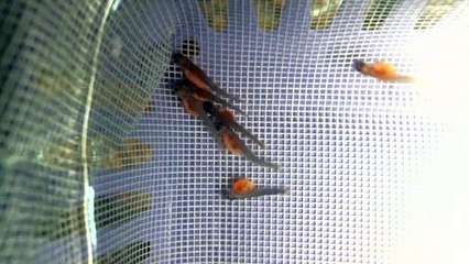 Yolk Bellies Diminishing & More Active Fry 01/23/2023