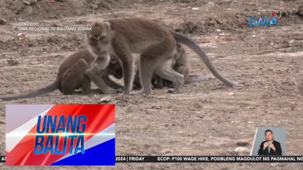 Over 40 Wild Monkeys Invade Barangay Sirao 🐒