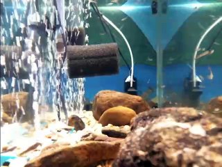 Swim Ups Released into Tank Side View 02/15/2024