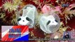 Bagong uri ng sea squirt na Skeleton Panda, nadiskubre sa Japan | UB