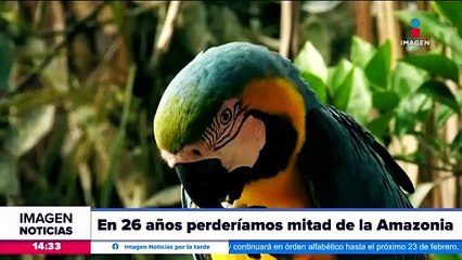 La mitad de la Amazonia podría desaparecer en 2050