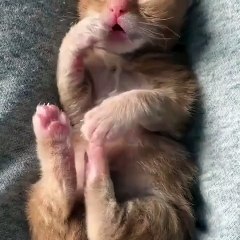 Little Cats kittens cute #CatsOfInstagram #AdorablePets #CatCompilation #WhiskerWednesday #FelineFun #Purrfection #CutenessOverload