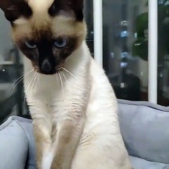 Cat cute adorable  #cutecats #cats