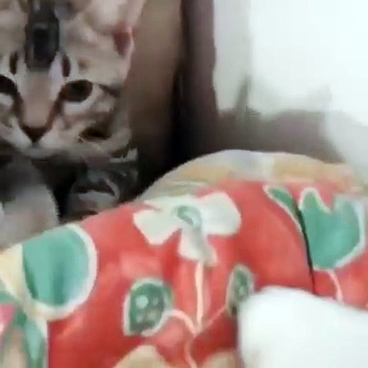 "Paws and Whiskers Symphony: A Mesmerizing Cat Compilation" cats and dogs #dogs #cats