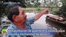 Rehabilitación de puente en Cosoleacaque provoca mortandad de peces