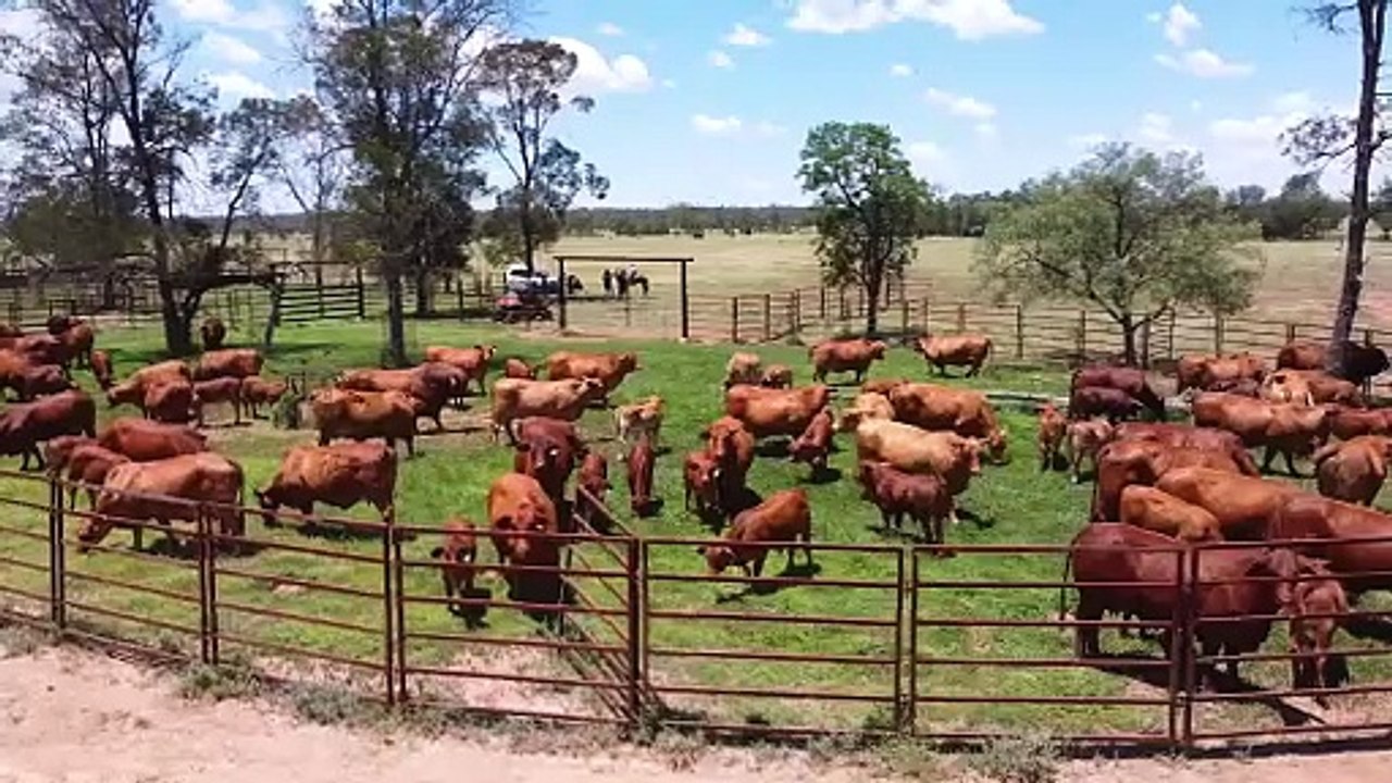 Droughtmaster Females | February 16, 2024 | Farmonline