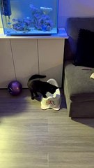 Black Cat Tinkles in Tiny Toilet