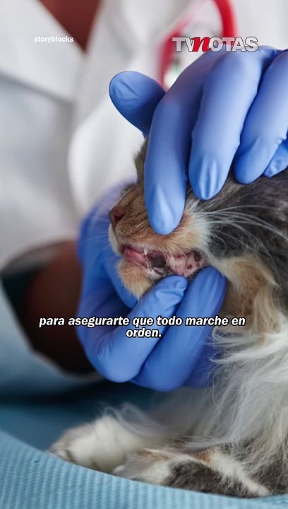 ¿Tu gato se va de pachanga?