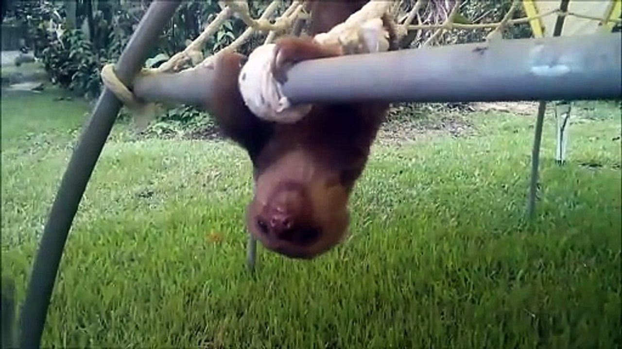 Baby Sloths Being Sloths - FUNNIEST Compilation (1)
