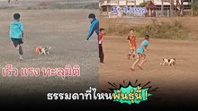 อมยิ้มตลอดคลิป ! สุนัขสายพันธุ์แจ็ค รัสเซลล์ ลงสนามโชว์สกิลเตะฟุตบอล
