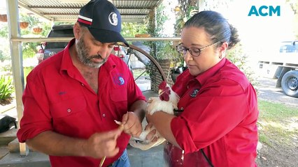 Expert Tips for Perfect Poultry Show Preparation 🐔