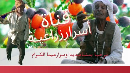 رى الارض للمانجو وعدم التعطيش للدكتور / السيد قاعود