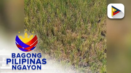 DA, magpapatupad ng 'low water use' strategy sa pagtatanim ng palay ngayong umiiral ang El Niño phenomenon