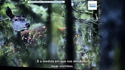 A floresta foi a inspiração da nova exposição do fotógrafo francês Vincent Munier
