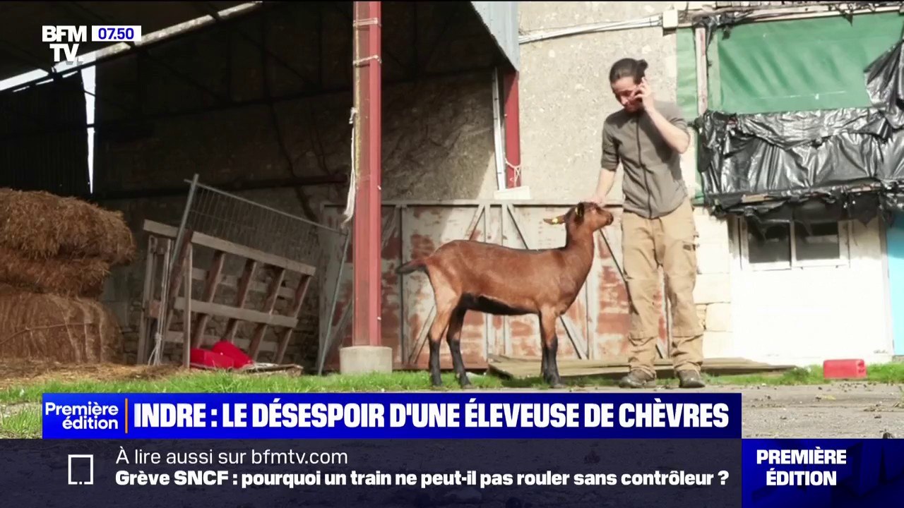 Indre: l'appel à l'aide de Delphine, éleveuse de chèvres, en difficultés financières